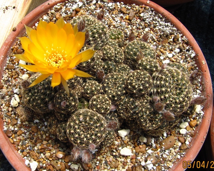 Lobivia arachnacantha